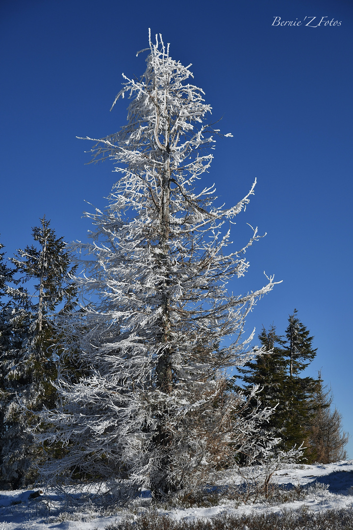 Fier sur fond de ciel bleu