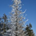 Fier sur fond de ciel bleu