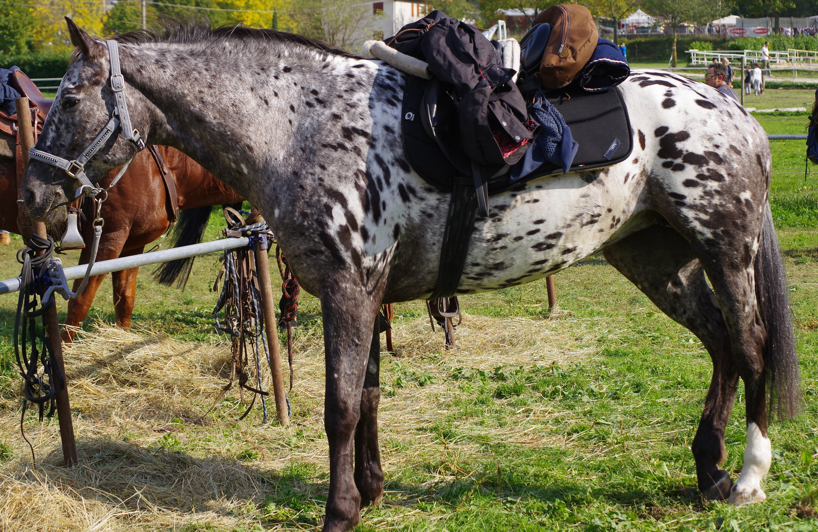 FIERA  DEl' CAVALLO DEL' CATRIA  