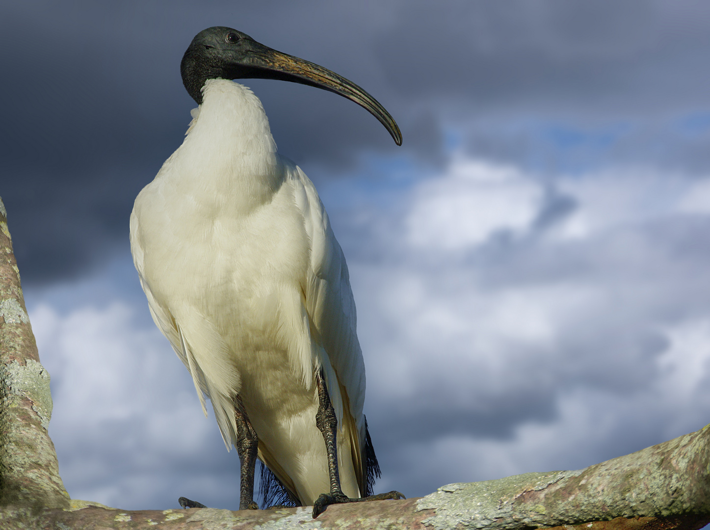 Fière allure (Threskiornis aethiopicus, ibis sacré)