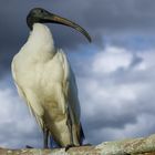 Fière allure (Threskiornis aethiopicus, ibis sacré)