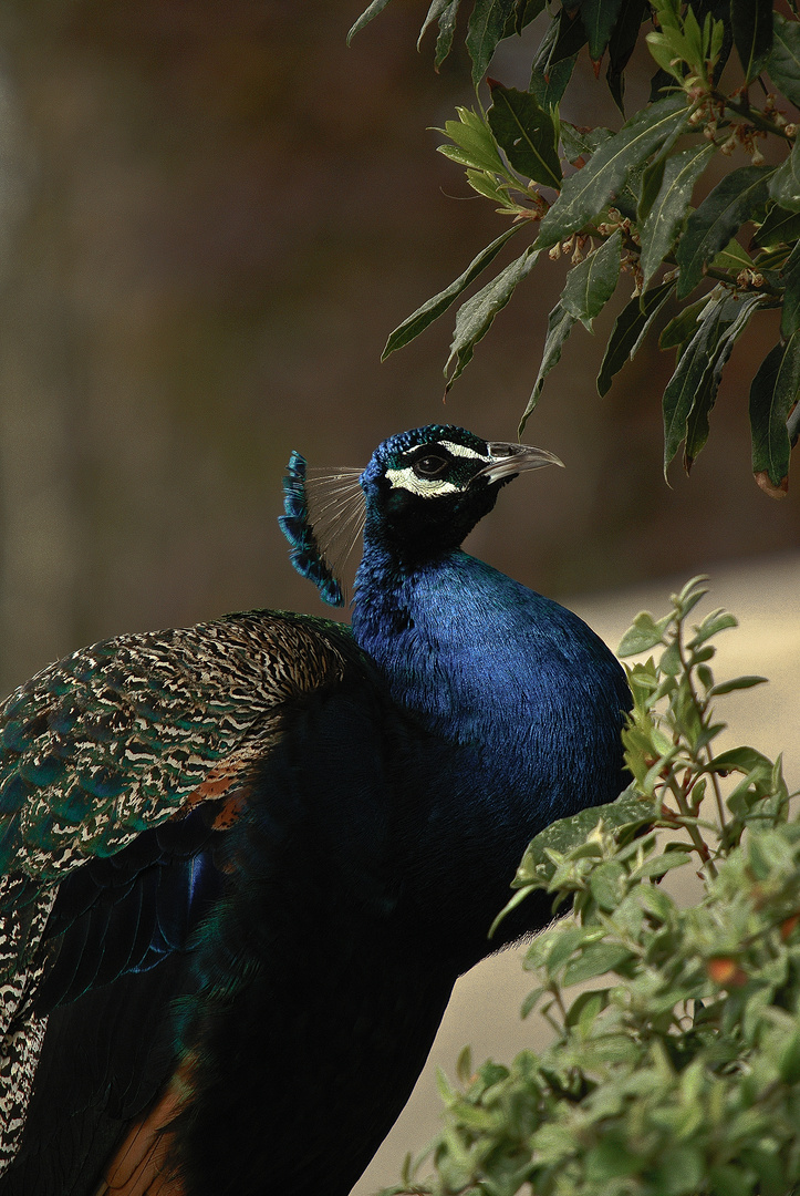 fiere comme oiseau