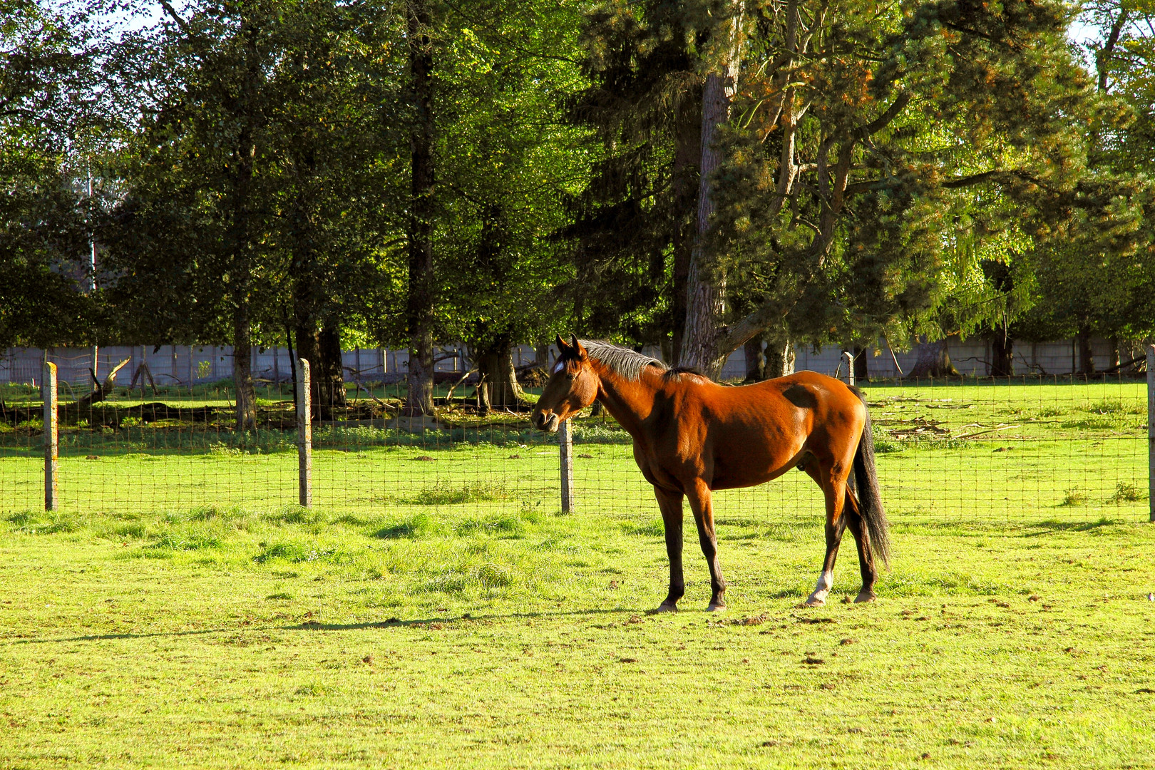 Fière comme un cheval