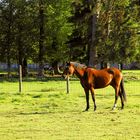 Fière comme un cheval