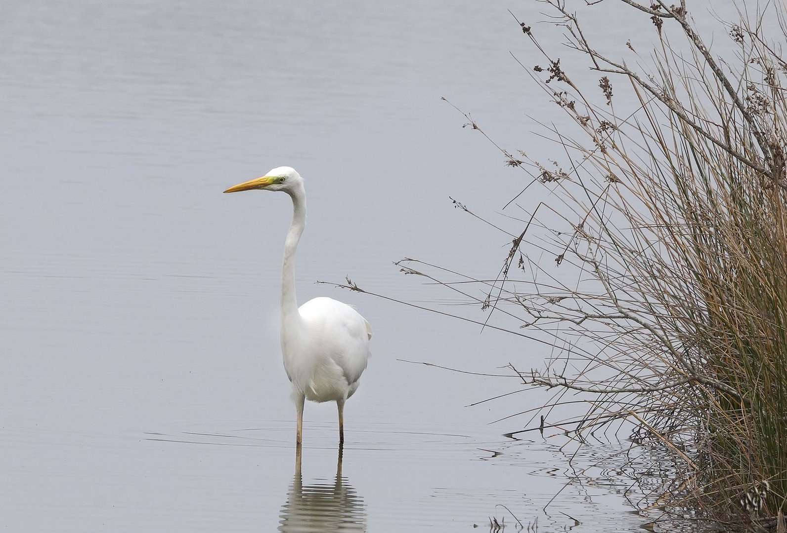 Fière la grande aigrette !!!!