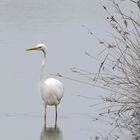 Fière la grande aigrette !!!!