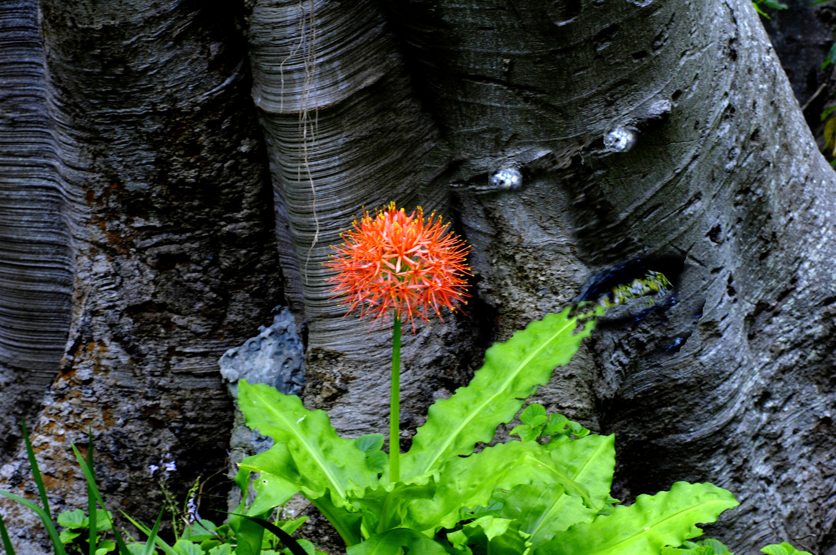 "Fiereball " Kirstenbosch -Botanik