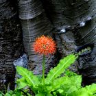 "Fiereball " Kirstenbosch -Botanik