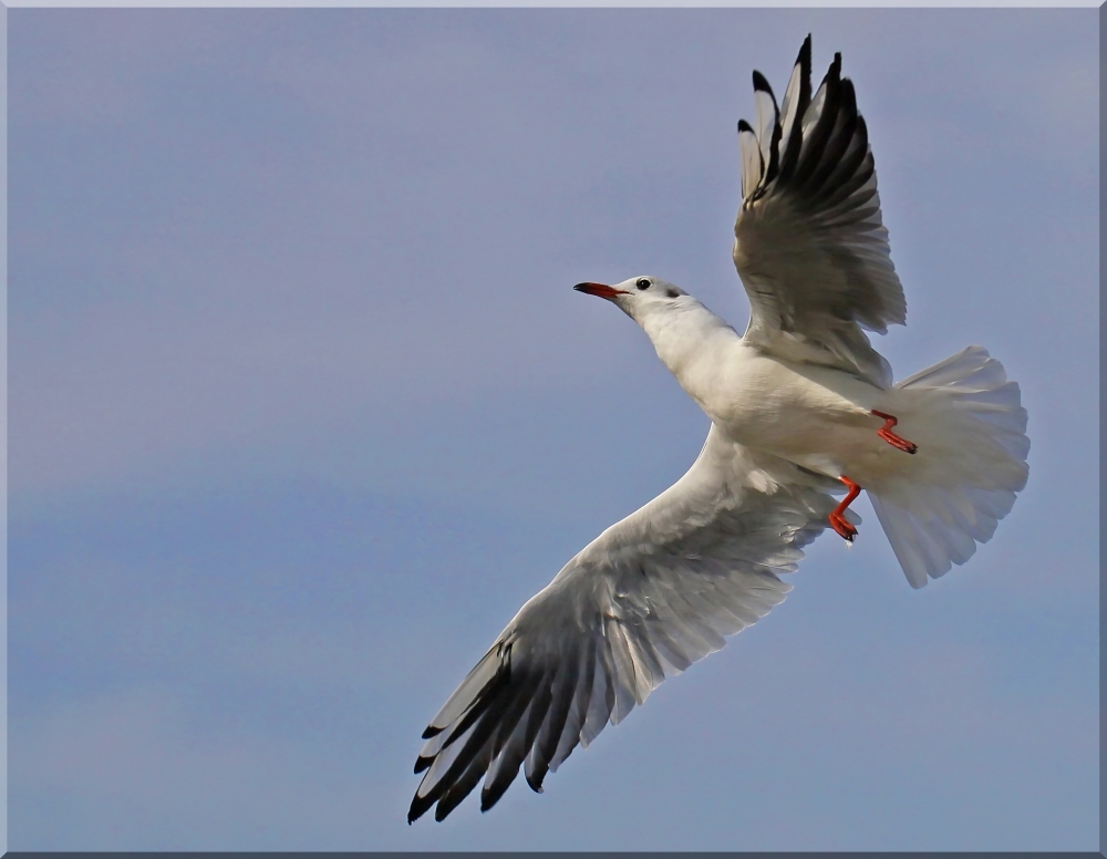 ...fierté de la mouette... / ... Möwenstolz ...