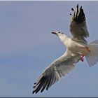 ...fierté de la mouette... / ... Möwenstolz ...