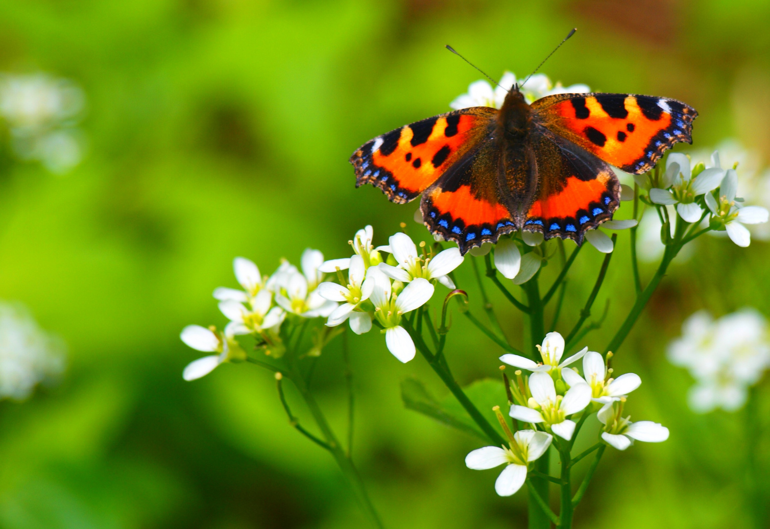 FIERY BUTTERFLY