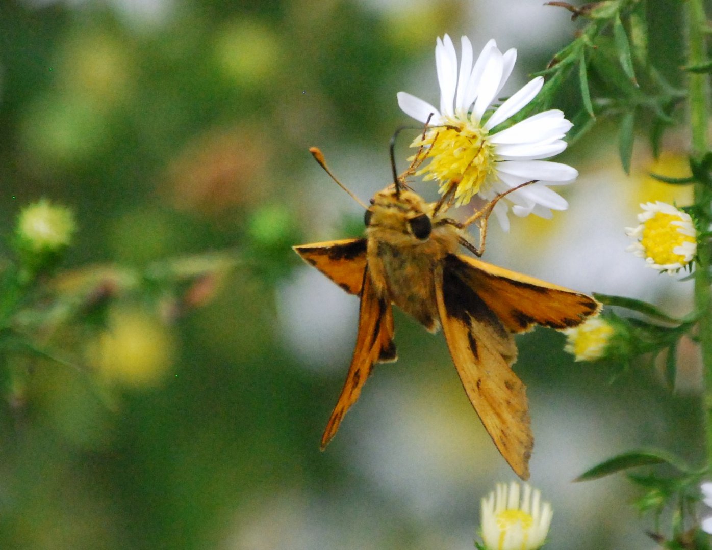 Fiery Skipper (Hylephila phyleus)