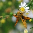 Fiery Skipper (Hylephila phyleus)