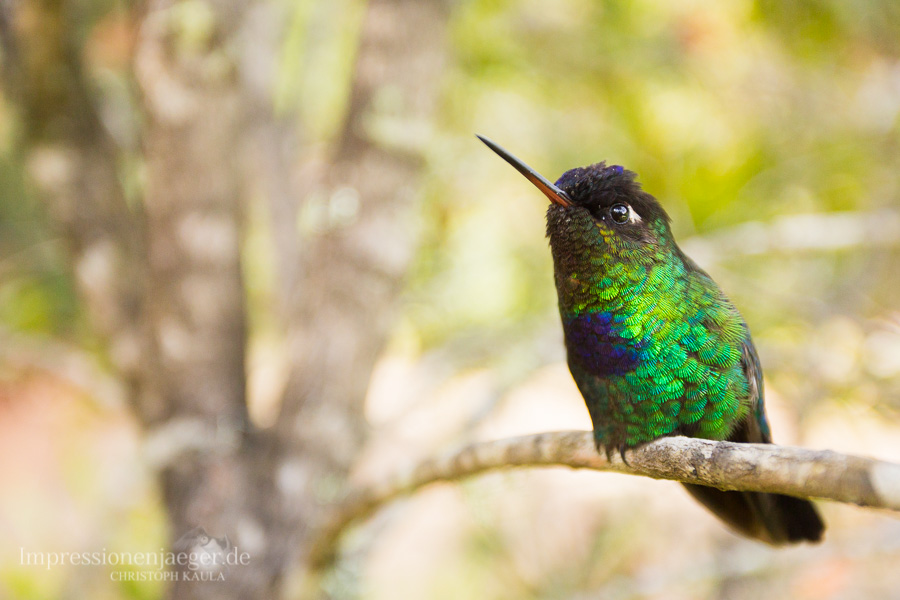 Fiery-throated Hummingbird