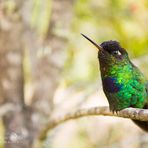 Fiery-throated Hummingbird