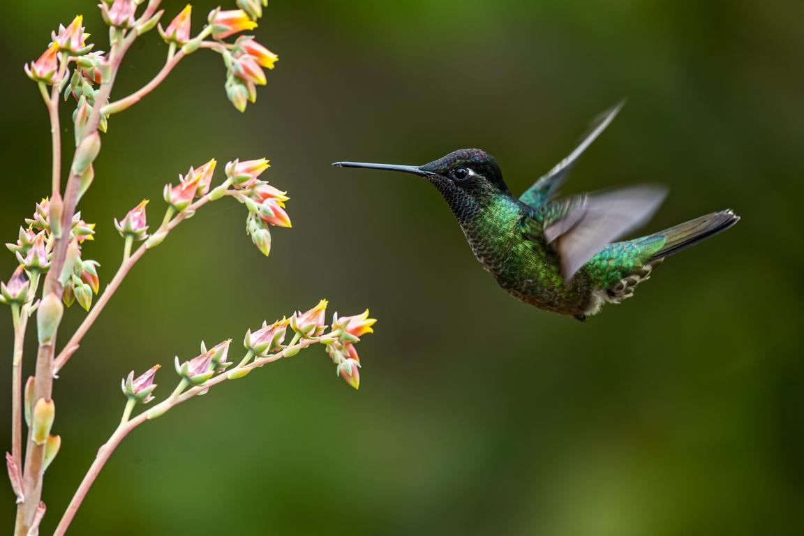 Fiery-throated Hummingbird