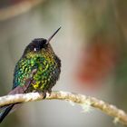 Fiery-throated Hummingbird