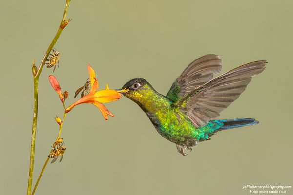 fiery-throated hummingbird