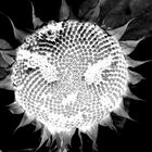 fiese Alien-Sonnenblume