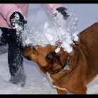 Fies...eine Ladung Schnee für Sirius....