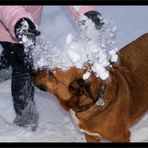 Fies...eine Ladung Schnee für Sirius....