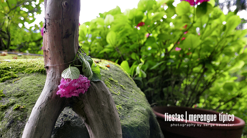 fiestas | merengue típico