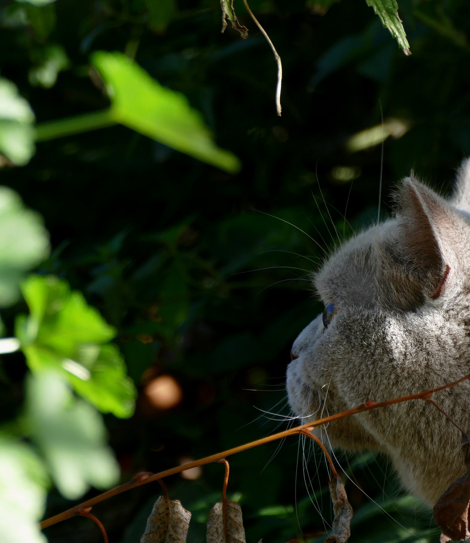 FIETE Foto & Bild tiere, haustiere, katzen Bilder auf