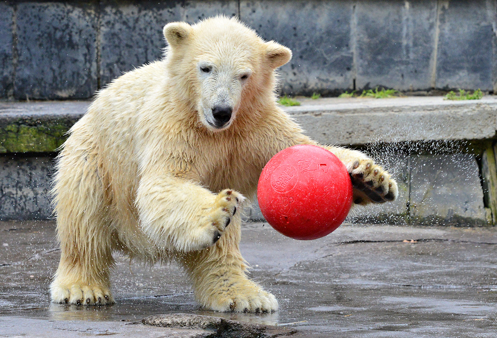 Fiete Foto & Bild tiere, zoo, wildpark & falknerei, säugetiere Bilder