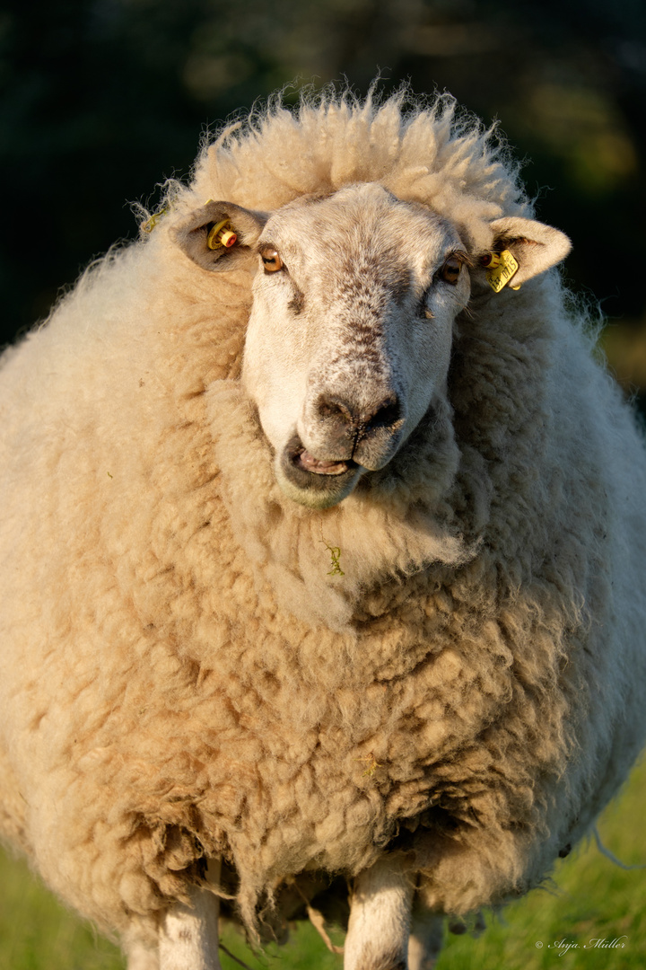 Fiete Foto & Bild sylt, schaf, natur Bilder auf
