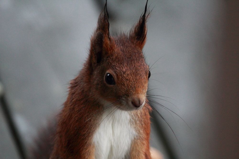 Fiete das Eichhörnchen.