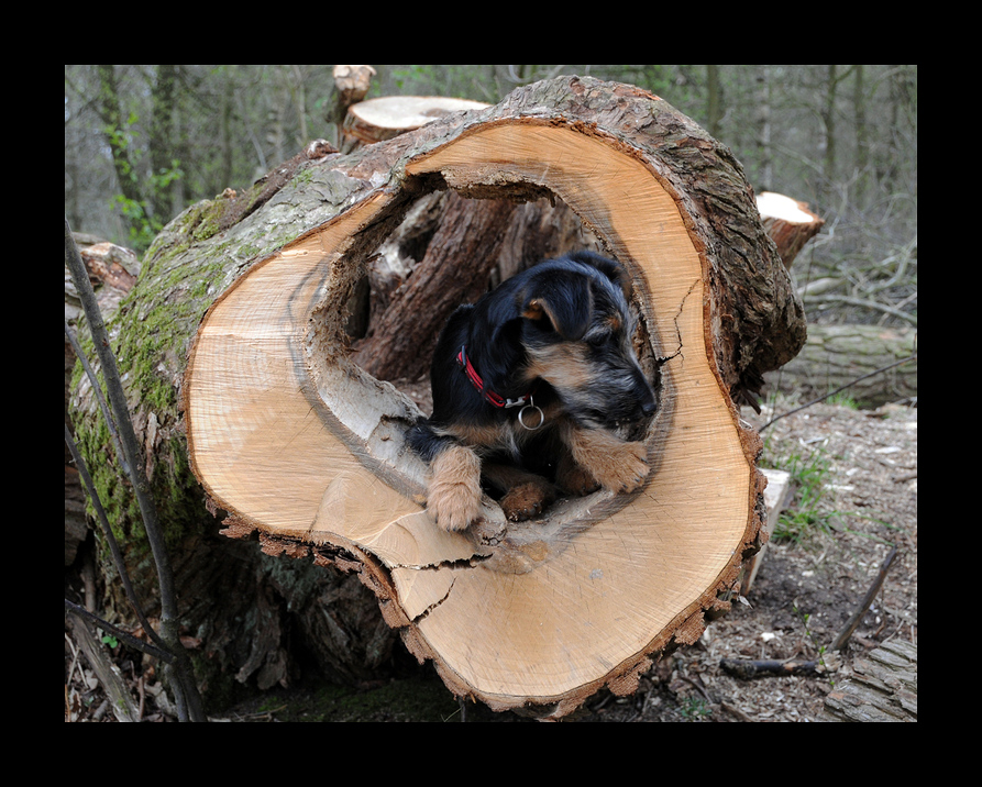 Fiete im Baum