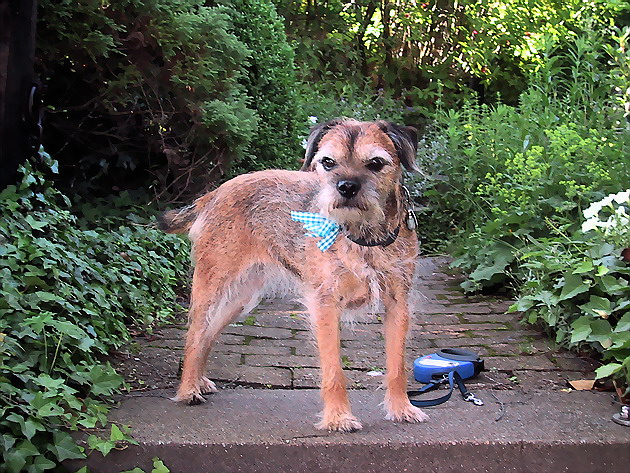 Fietje, Borderterrier vorm Abendspaziergang