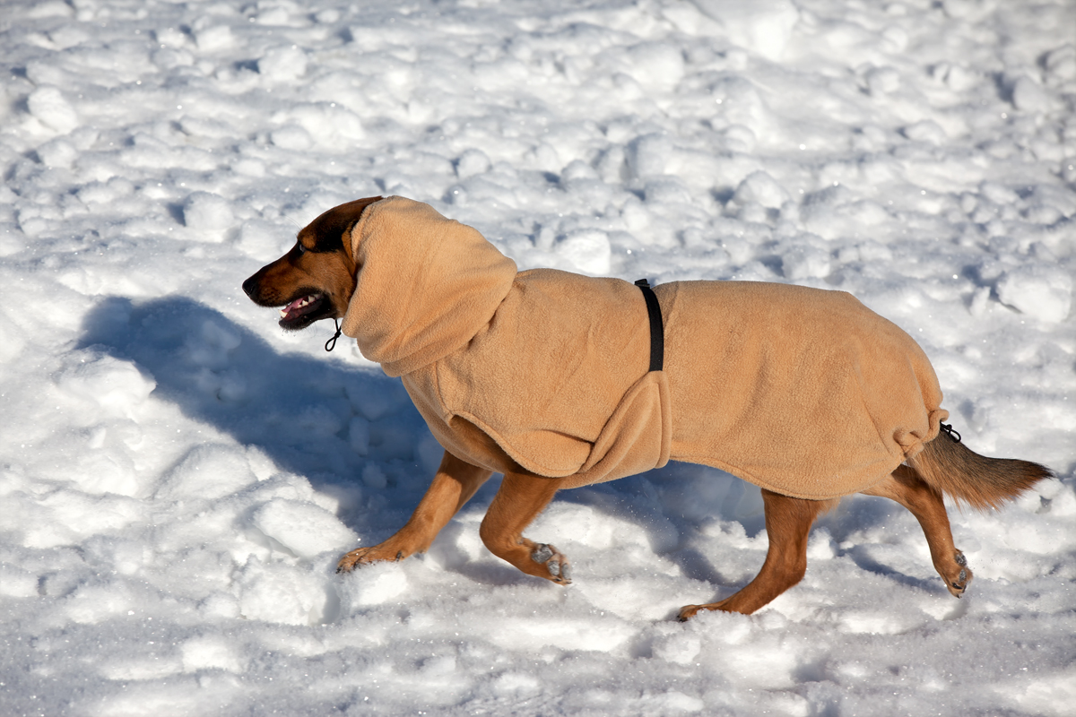 Fiffi im Schneemäntelchen