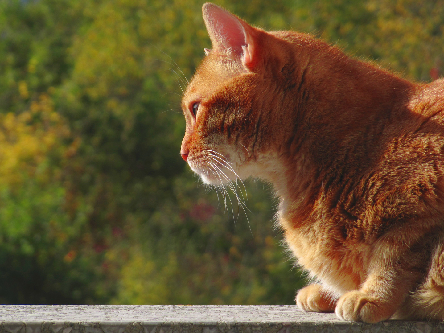 Fifi sonnt sich auf dem Balkon