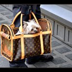 Fifi trägt Louis Vuitton