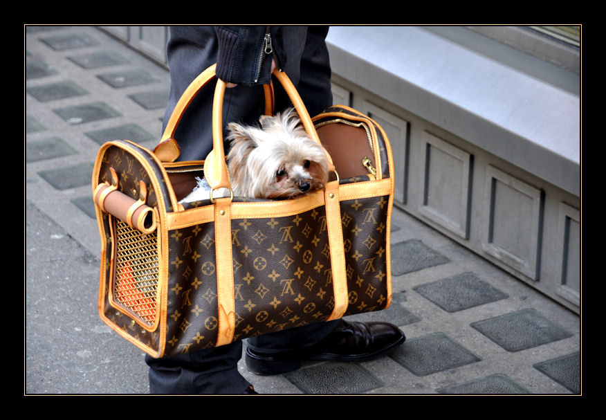 Fifi trägt Louis Vuitton Foto & Bild  tiere, tier und mensch, natur Bilder  auf fotocommunity