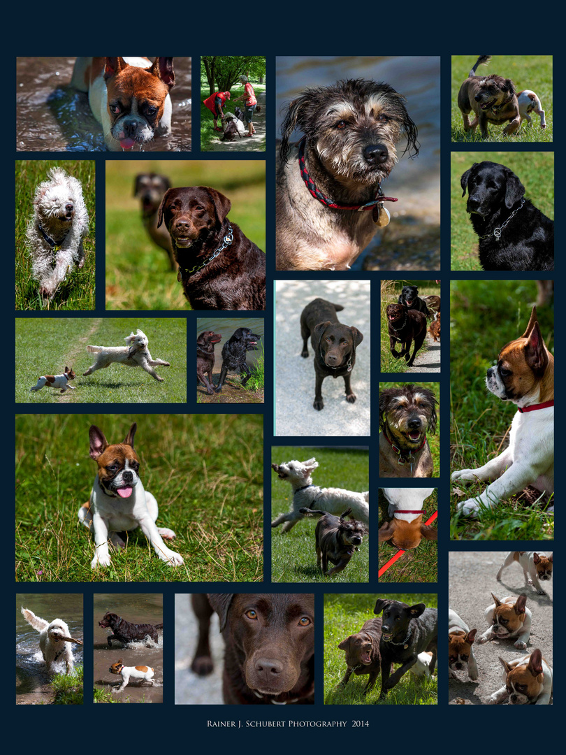 Fifteen Dogs