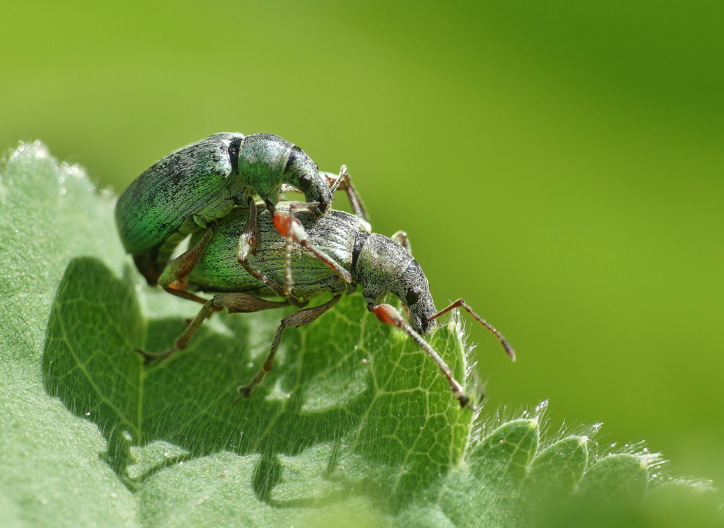 "Fifty shades of green"