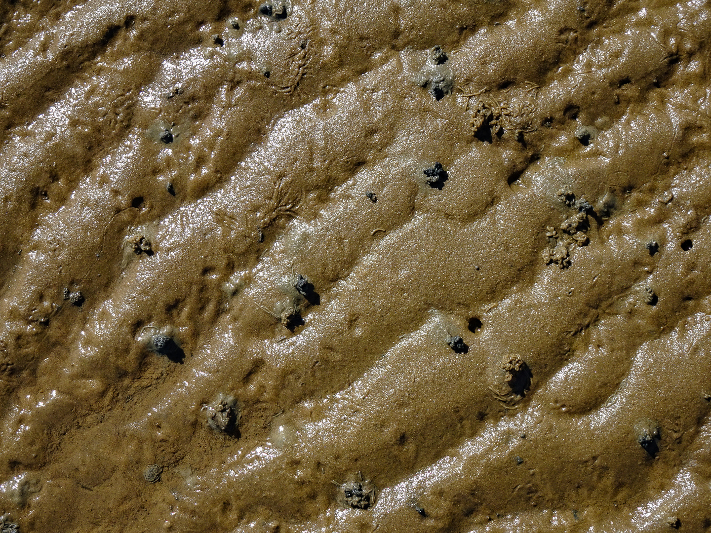 Fifty Shades of Mud - Wellen und Würmchen
