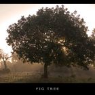 Fig Tree