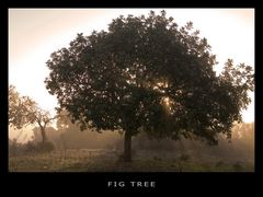 Fig Tree