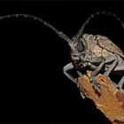 Fig tree borer beetle