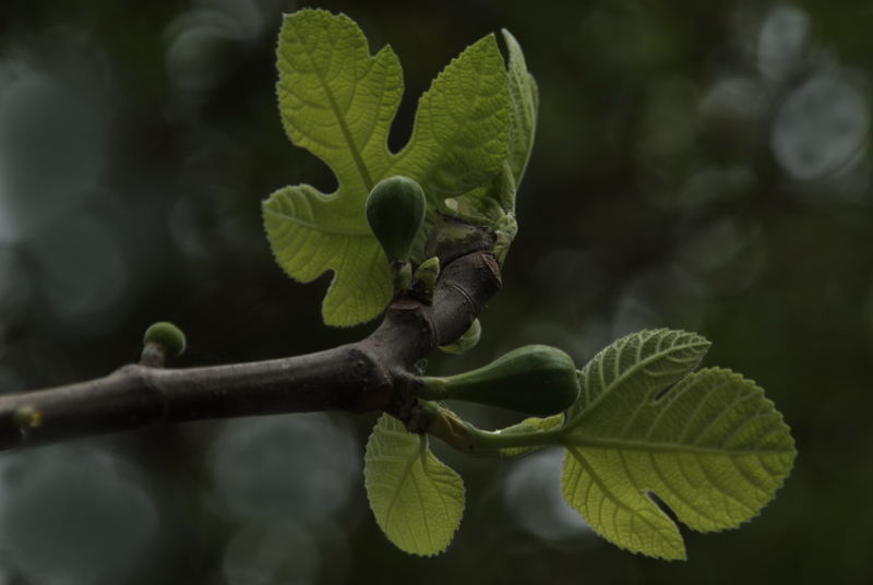 Fig Tree - Early Spring