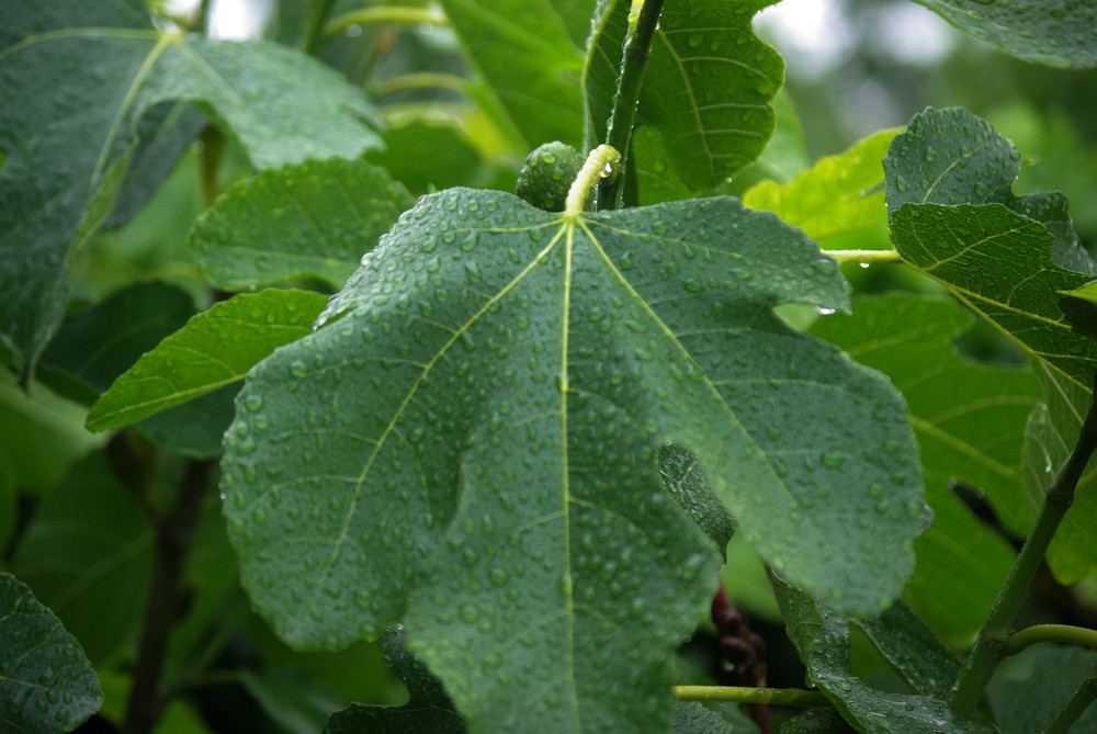 Fig tree in the rain