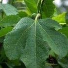 Fig tree in the rain