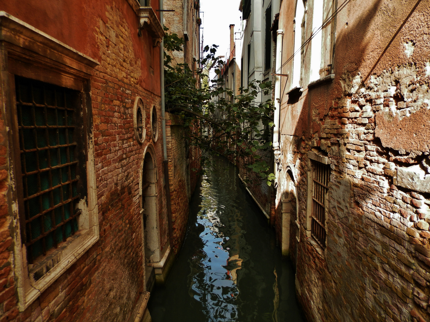 Fig Tree in Venice