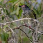 Figbird in der Abensonne ...