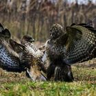 "Fight Club" (Buteo buteo) 