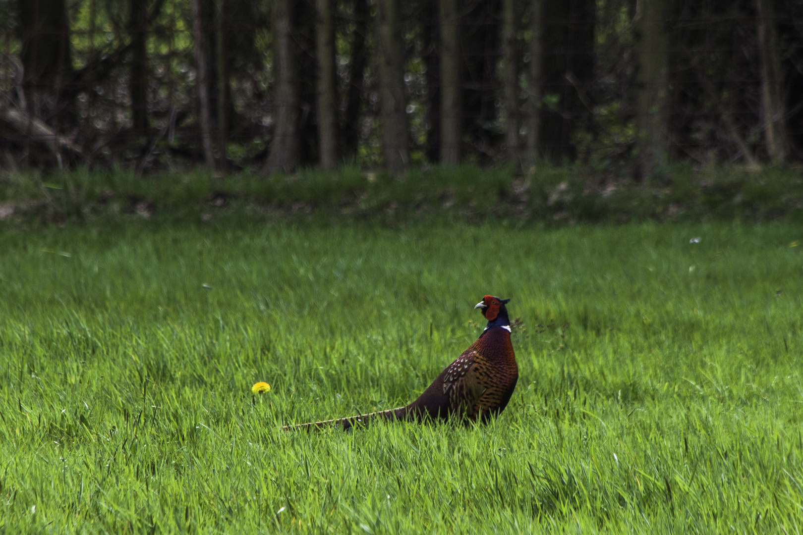 fight club: Lieblingstier