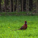 fight club: Lieblingstier